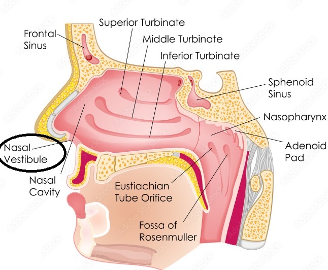 nose vestibule