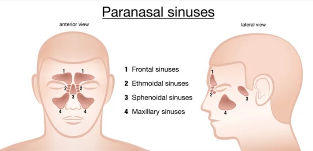 Paranasal sinuses